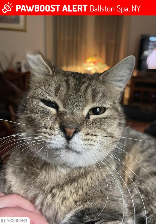 Lost Female Cat last seen Near Ballston Spa high school, Ballston Spa, NY 12020