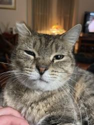 Lost Female Cat last seen Near Ballston Spa high school, Ballston Spa, NY 12020