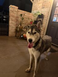 Reunited Female Dog last seen Spring Cypress Road and Spring Stuebner Road, Spring, TX 77373