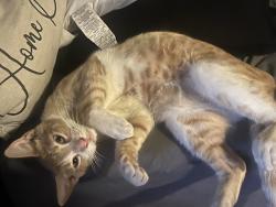 Lost Male Cat last seen Conejo , kamm, Kingsburg, CA 93631
