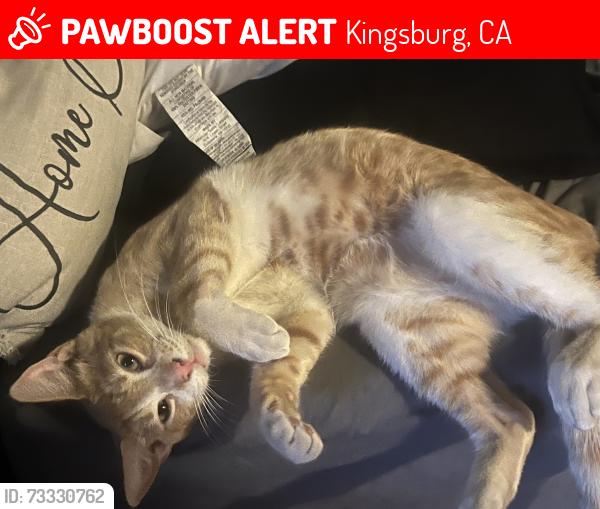 Lost Male Cat last seen Conejo , kamm, Kingsburg, CA 93631