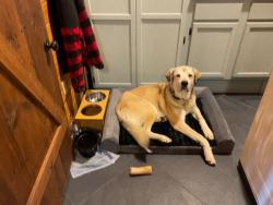 Found/Stray Male Dog last seen Waterloo/Anderson, Arcadia, OK 73007