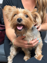 Reunited Female Dog last seen 68th st and 21st Ave, Hialeah, FL 33016