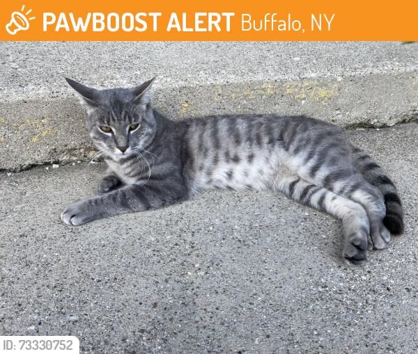 Found/Stray Male Cat last seen Main Street and Greenfield, Buffalo, NY 14214