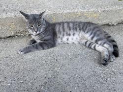 Found/Stray Male Cat last seen Main Street and Greenfield, Buffalo, NY 14214