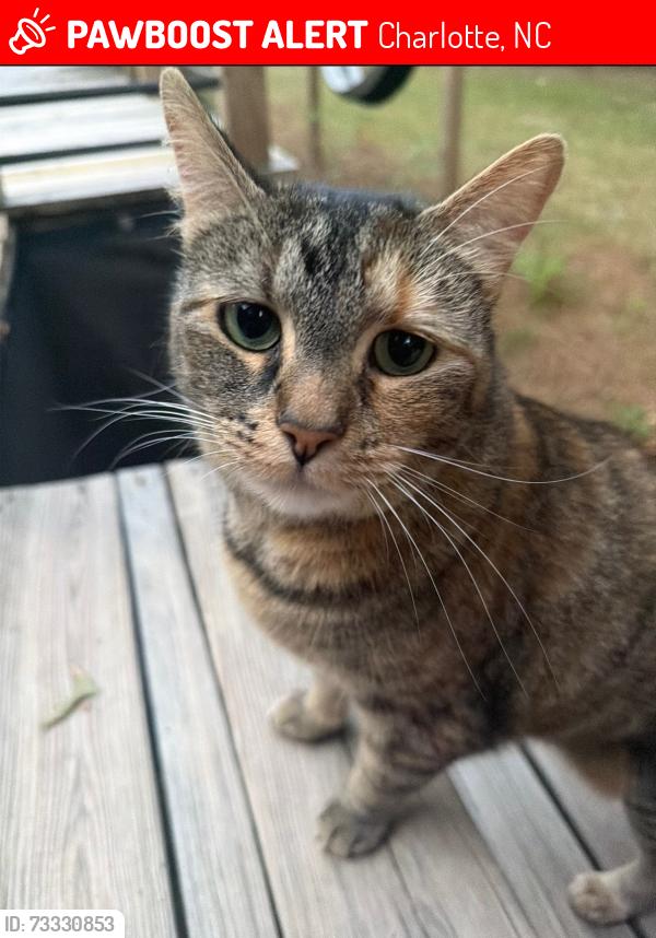 Lost Female Cat last seen University City and John Kirk, Charlotte, NC 28213