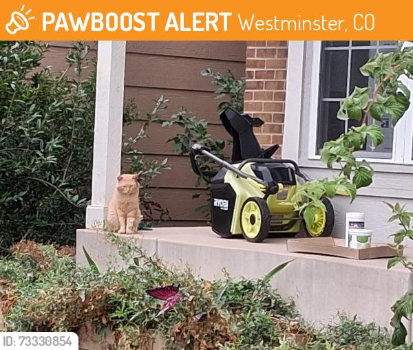 Found/Stray Unknown Cat last seen 104th Circle and Owens Street, Westminster, CO 80021