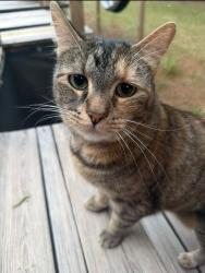 Lost Female Cat last seen University City and John Kirk, Charlotte, NC 28213