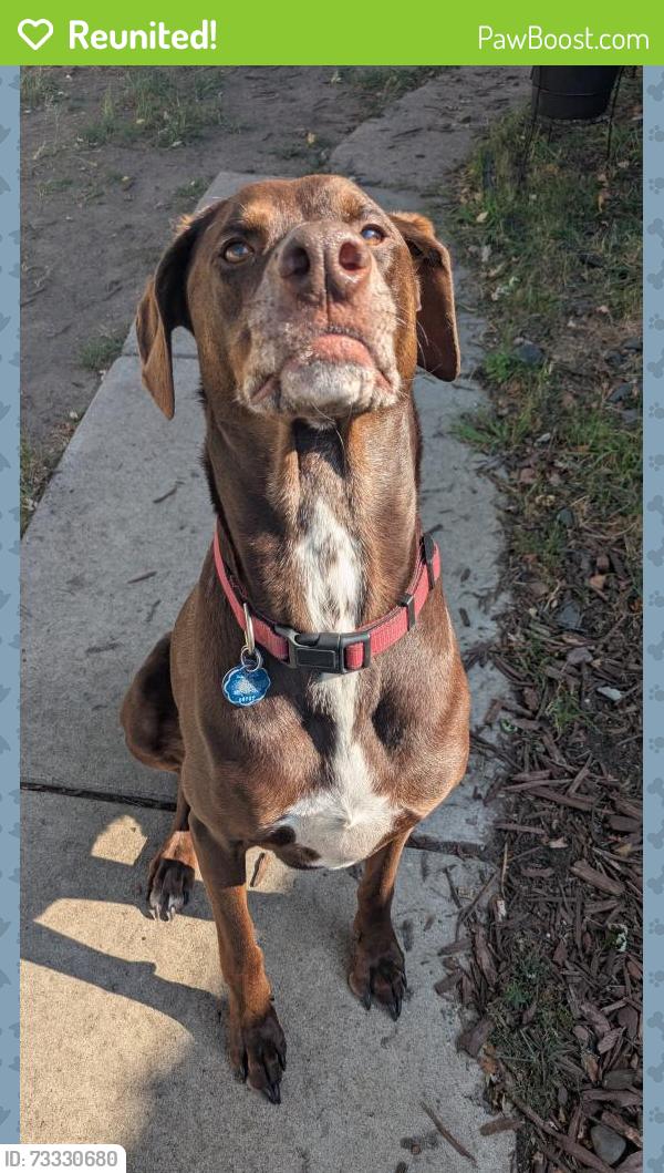 Reunited Male Dog last seen Jager snapped his harness and bolted after a squirrel on our walk on Memory Lane Path this morning. He bolted into the woods behind hses around 10:15., Crystal, MN 55428