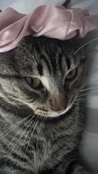 Lost Male Cat last seen I’m not sure, Lake Elmo, MN 55042