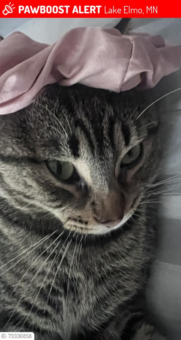 Lost Male Cat last seen I’m not sure, Lake Elmo, MN 55042