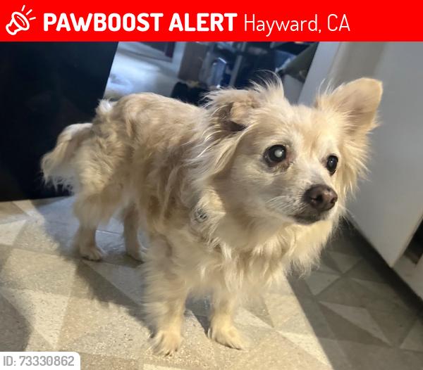 Deceased Female Dog last seen foothill and Grove way Hayward, Hayward, CA 94541