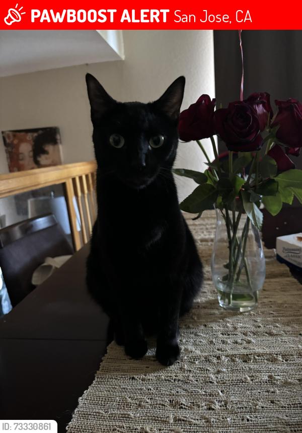 Lost Female Cat last seen santa teresa elementary, San Jose, CA 95119