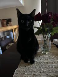 Lost Female Cat last seen santa teresa elementary, San Jose, CA 95119