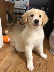 Reunited Female Dog last seen POINDEXTER/DOUGLAS, Cleburne, TX 76033