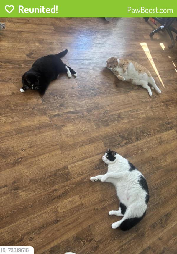 Reunited Male Cat last seen Kipling street & south plaza trail, Virginia Beach, VA 23452