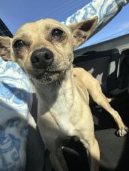 Found/Stray Male Dog last seen M St, Antioch, CA 94509