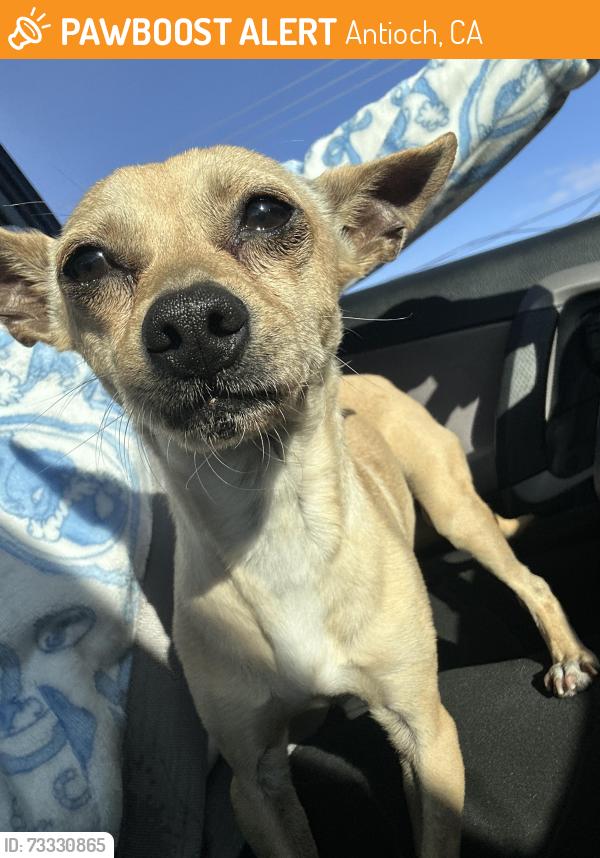 Found/Stray Male Dog last seen M St, Antioch, CA 94509