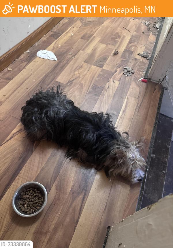 Found/Stray Female Dog last seen 30th and Bryant ave n, Minneapolis, MN 55411