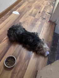 Found/Stray Female Dog last seen 30th and Bryant ave n, Minneapolis, MN 55411