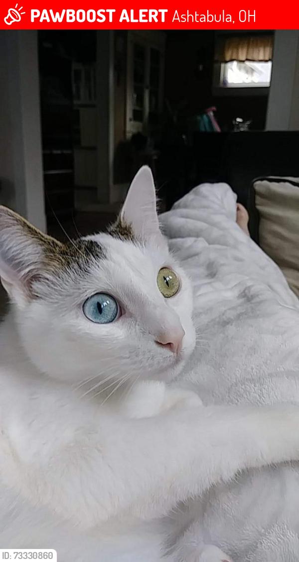 Lost Female Cat last seen State route 20, Ashtabula, OH 44004