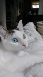 Lost Female Cat last seen State route 20, Ashtabula, OH 44004