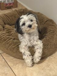 Reunited Female Dog last seen Near Najac Ln, Kissimmee, FL 34759, USA, Kissimmee, FL 34759