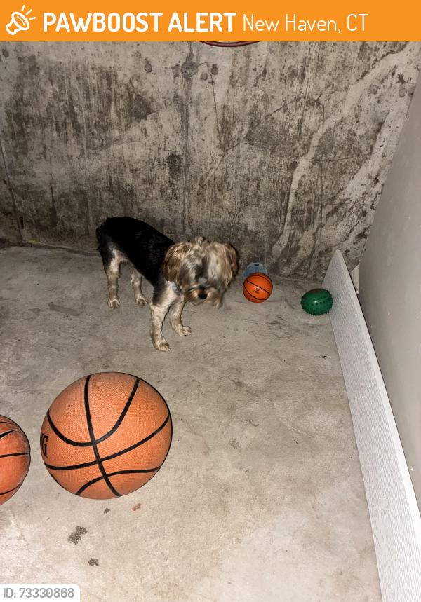 Found/Stray Male Dog last seen We have him at 43 butler, New Haven, CT 06511