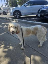 Lost Male Dog last seen Victoria bld, Ventura, CA 93003