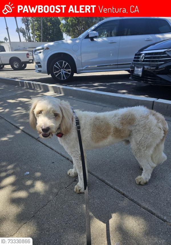 Lost Male Dog last seen Victoria bld, Ventura, CA 93003