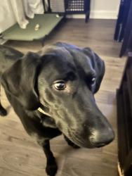 Reunited Female Dog last seen Near Antler Dr, Hampstead, NC 28443, USA, Hampstead, NC 28443