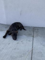 Found/Stray Unknown Dog last seen Florence/Avalon, Los Angeles, CA 90003