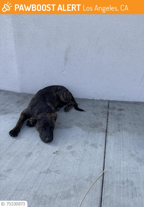 Found/Stray Unknown Dog last seen Florence/Avalon, Los Angeles, CA 90003
