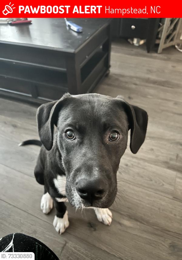 Lost Male Dog last seen Route 17 and Slag Drive, Hampstead, NC 28443