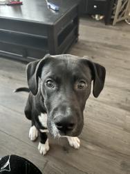 Lost Male Dog last seen Route 17 and Slag Drive, Hampstead, NC 28443