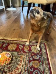 Reunited Male Dog last seen GrenobleStreet, Wilsonville, OR 97070