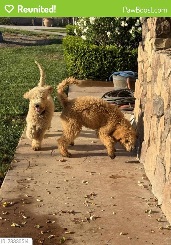 Reunited Male Dog last seen woodsdrive on eastlake, Chula Vista, CA 91914