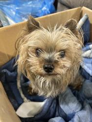Reunited Male Dog last seen Meredith and first, Mississauga, ON 
