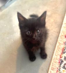 Shelter Stray Female Cat last seen Near Aisquith st, 21218, MD, 2490 Giles Rd, Baltimore, MD 21225, USA