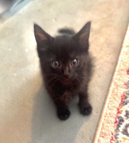 Shelter Stray Female Cat last seen Near Aisquith st, 21218, MD, 2490 Giles Rd, Baltimore, MD 21225, USA
