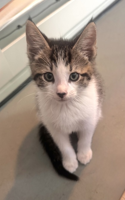 Shelter Stray Male Cat last seen Near Aisquith st, 21218, MD, 2490 Giles Rd, Baltimore, MD 21225, USA