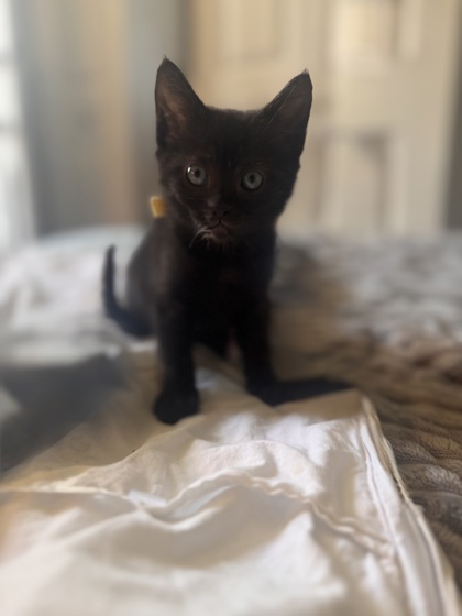 Shelter Stray Male Cat last seen Near Aisquith, 21218, MD, 2490 Giles Rd, Baltimore, MD 21225, USA