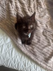 Shelter Stray Female Cat last seen Near Aisquith, 21218, MD, 2490 Giles Rd, Baltimore, MD 21225, USA