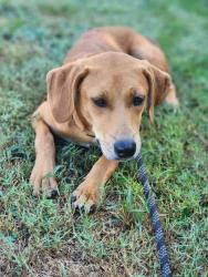 Shelter Stray Male Dog last seen Near ALBATROSS RD EASLEY, SC 29640, PICKENS COUNTY, SC, 193 County Farm Rd, Pickens, SC 29671, USA