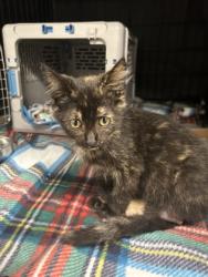 Shelter Stray Female Cat last seen S8890 County Rd Z, Town of Brunswick, WI, 3900 Old Town Hall Rd, Eau Claire, WI 54701, USA