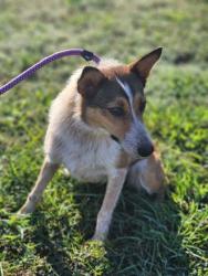 Shelter Stray Female Dog last seen Near E JONES AVE PICKENS, SC 29671, PICKENS COUNTY, SC, 193 County Farm Rd, Pickens, SC 29671, USA