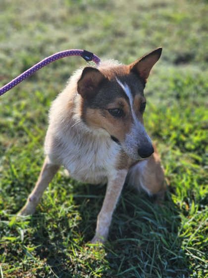 Shelter Stray Female Dog last seen Near E JONES AVE PICKENS, SC 29671, PICKENS COUNTY, SC, 193 County Farm Rd, Pickens, SC 29671, USA