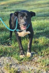 Shelter Stray Male Dog last seen Near FARRS RD EASLEY, SC 29640, PICKENS COUNTY, SC, 193 County Farm Rd, Pickens, SC 29671, USA