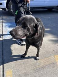 Shelter Stray Female Dog last seen Handley drive, East District, TX, 355 Hillshire Dr, Haslet, TX 76052, USA