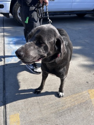 Shelter Stray Female Dog last seen Handley drive, East District, TX, 355 Hillshire Dr, Haslet, TX 76052, USA